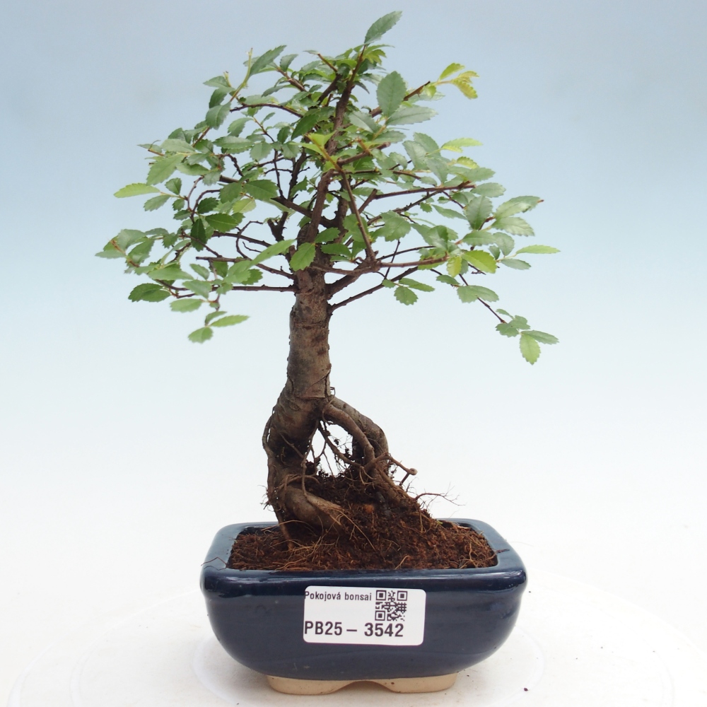 Pokojová bonsai - Ulmus parvifolia - Malolistý jilm
