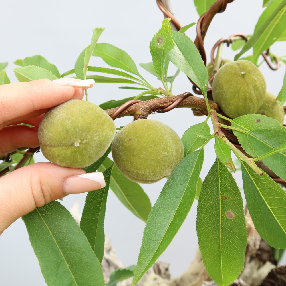 Venkovní bonsai - Prunus dulcis – Mandloň obecná