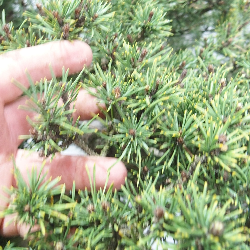 Yamadori - Pinus sylvestris 