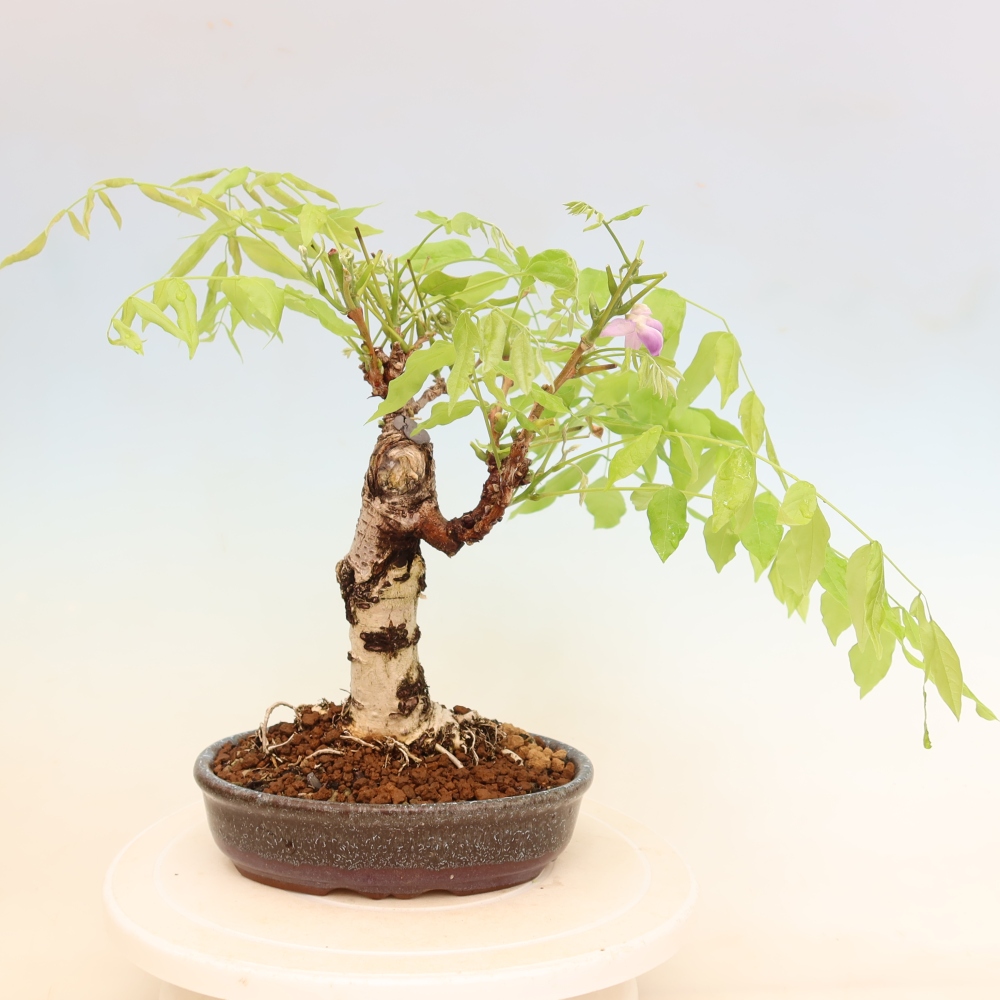 Venkovní bonsai - Vistarie květnatá - Wisteria floribunda