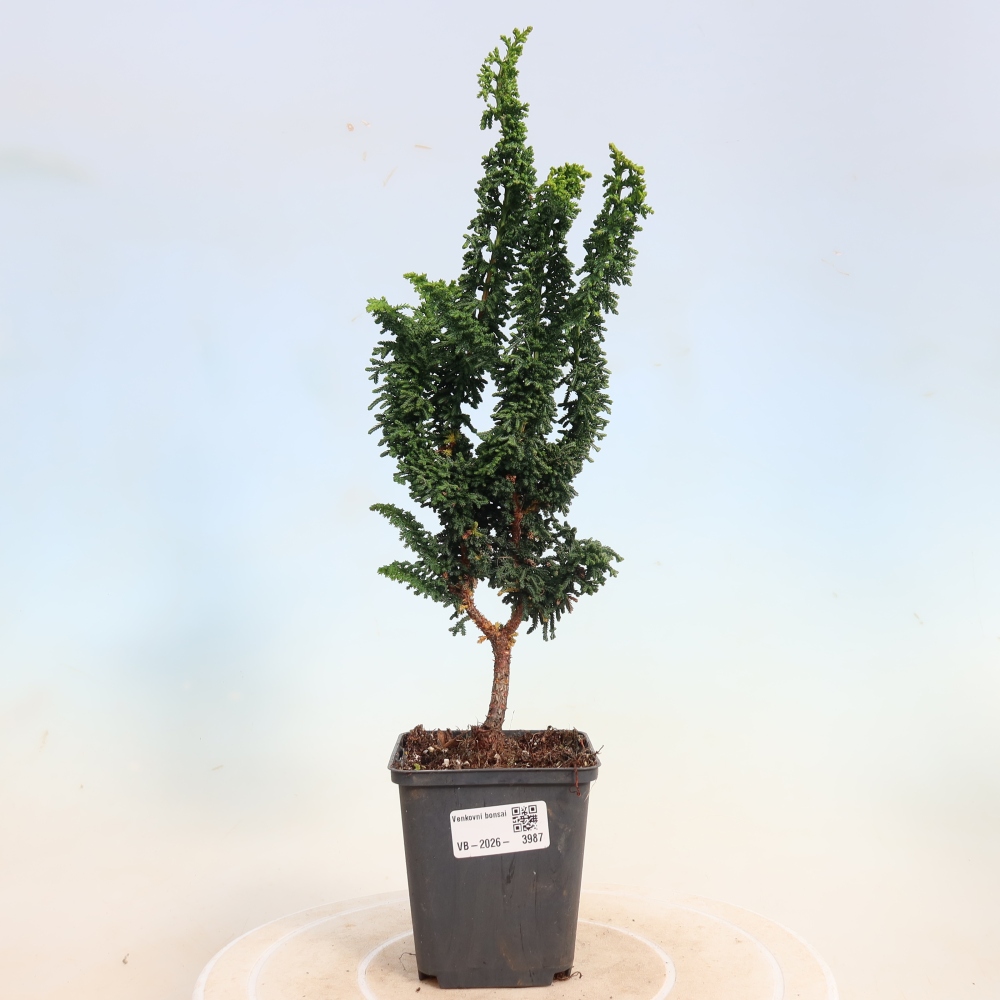 Venkovní bonsai - Cham. obtusa SEKKA HINOKI - Cypřišek