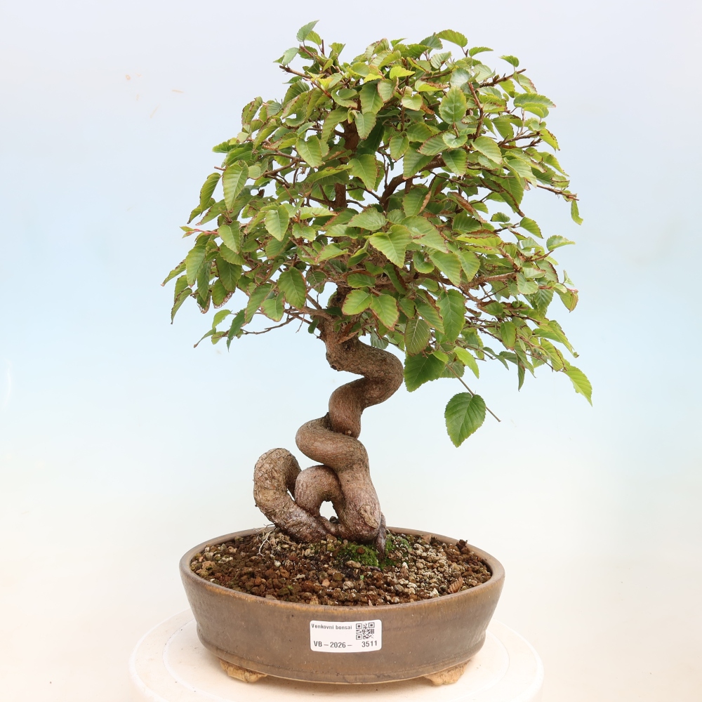Venkovní bonsai -Carpinus CARPINOIDES - Habr korejský