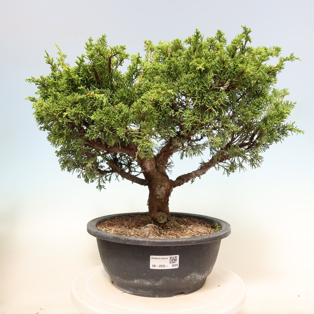 Venkovní bonsai - Juniperus chinensis Itoigawa-Jalovec čínský