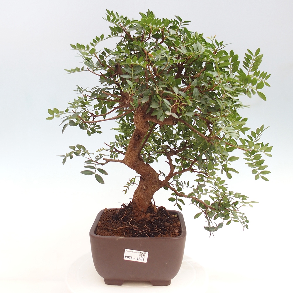 Pokojová bonsai -  Pistácie