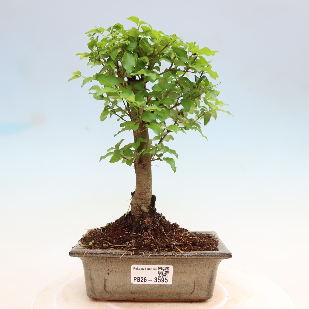 Pokojová bonsai -Ligustrum chinensis - Ptačí zob