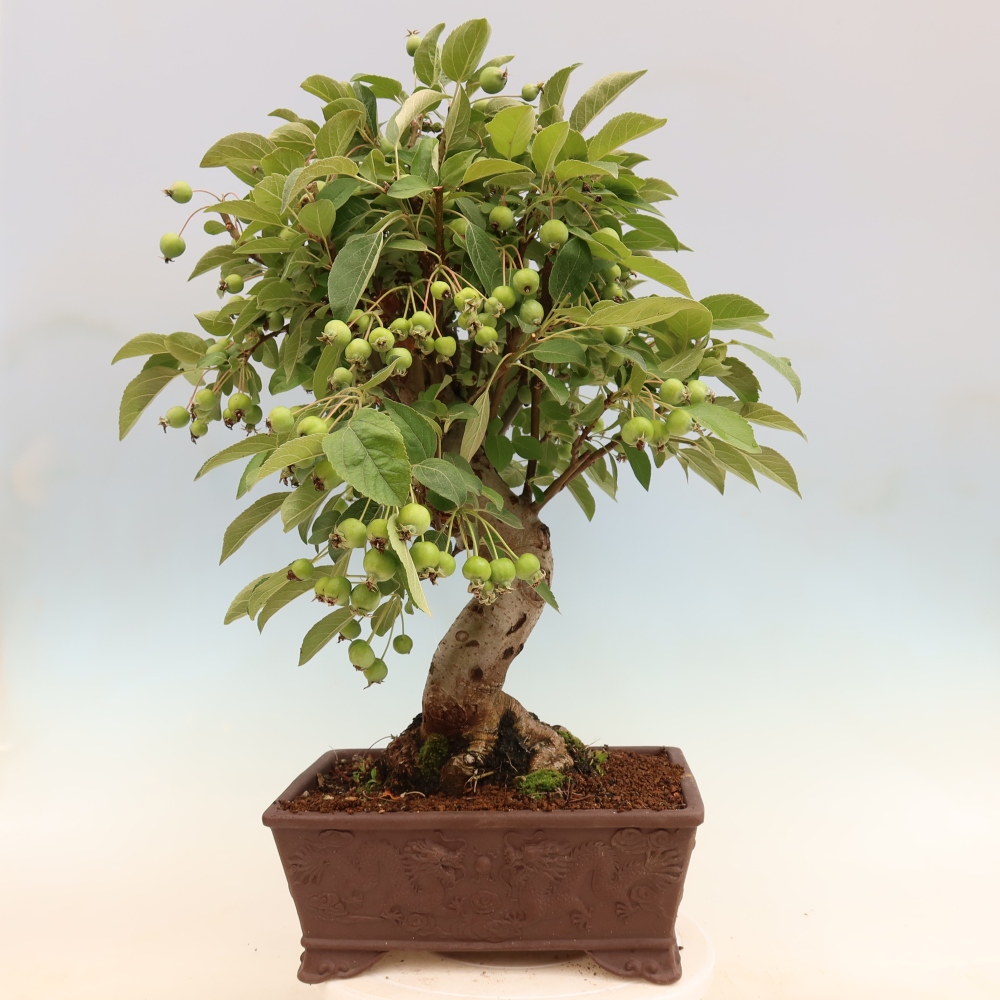 Venkovní bonsai -Malus halliana - Maloplodá jabloň