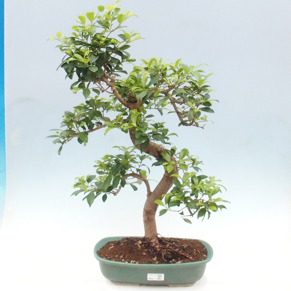 Pokojová bonsai - Australská třešeň - Eugenia uniflora