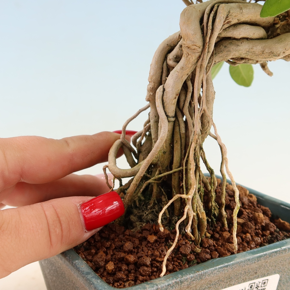 Pokojová bonsai - Premna serratifolia  - Kozlovoň malolistá