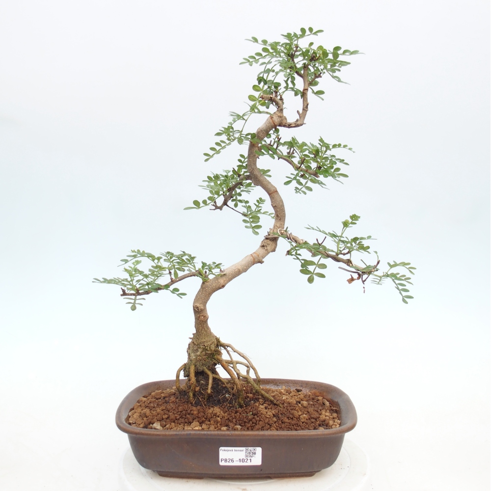 Pokojová bonsai - Zantoxylum piperitum - pepřovník