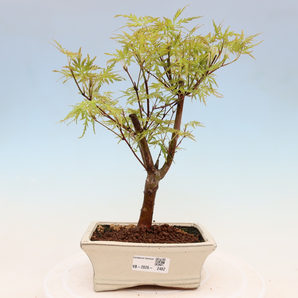 Venkovní bonsai - Acer palmatum Dissectum - Javor dlanitolistý 