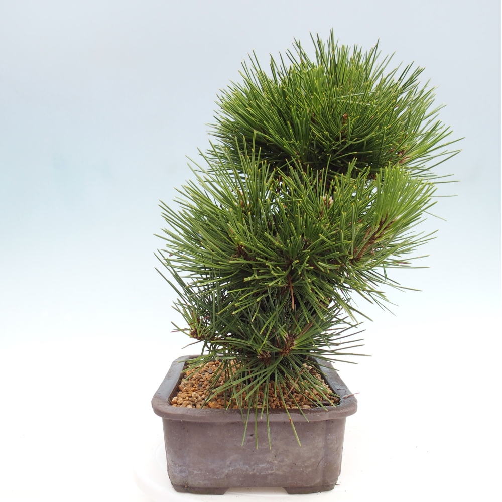 Venkovní bonsai - Pinus thunbergii - Borovice thunbergova
