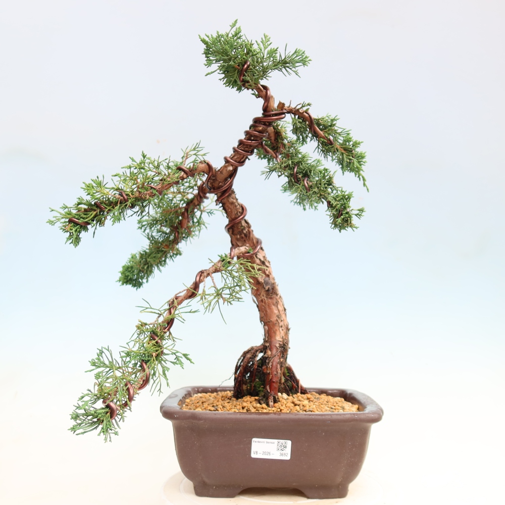 Venkovní bonsai - Juniperus chinensis Kishu -Jalovec čínský