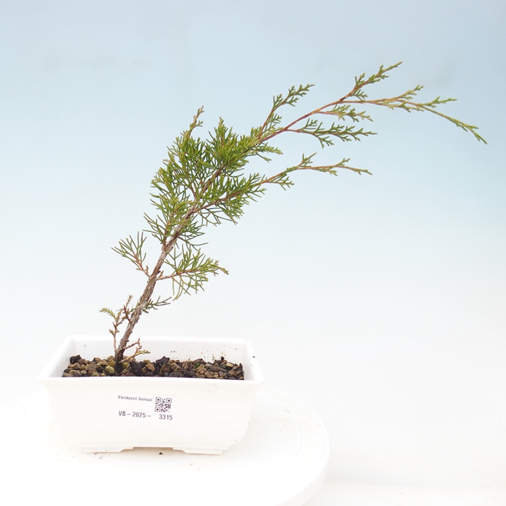 Venkovní bonsai - Juniperus chinensis Itoigawa -Jalovec čínský