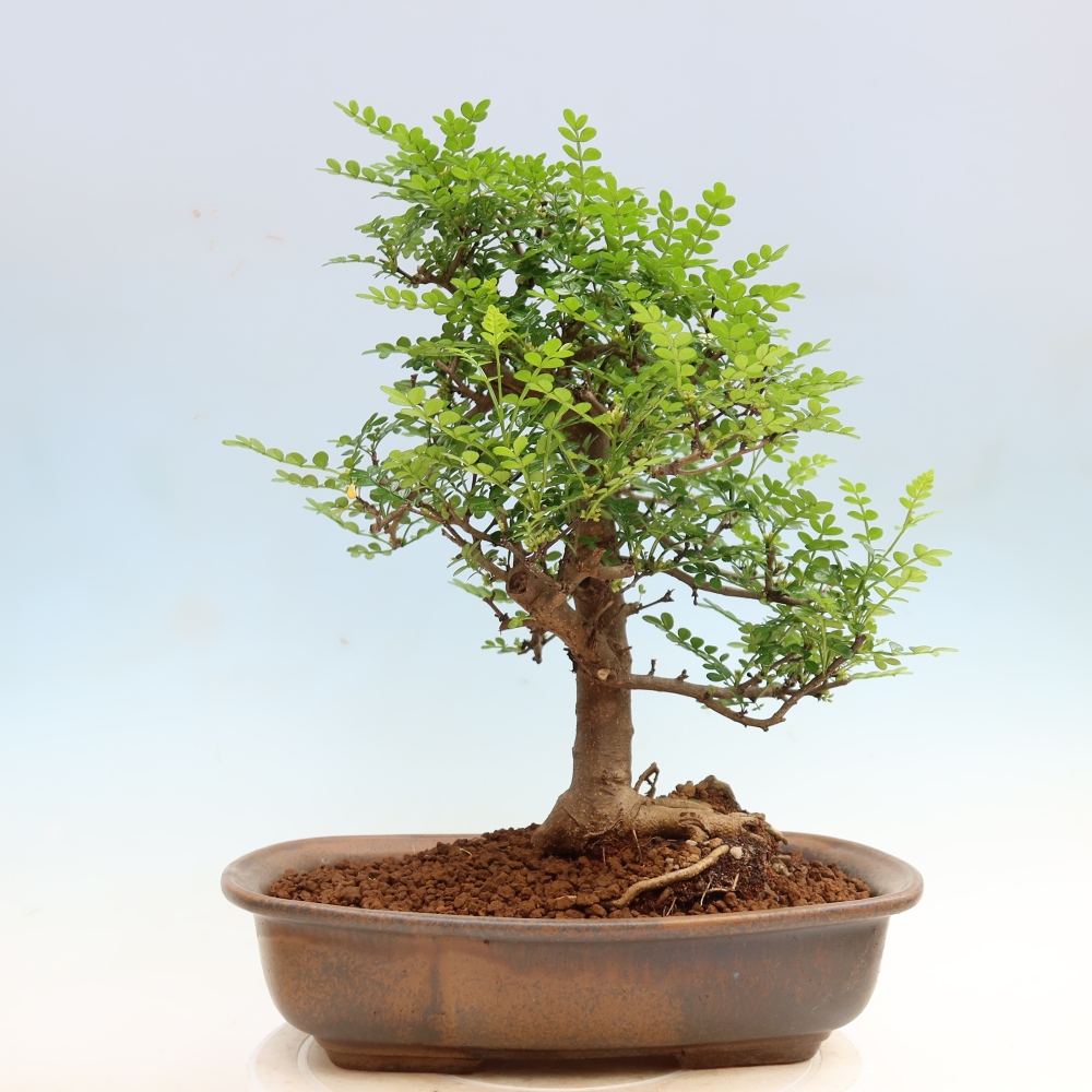 Pokojová bonsai - Zantoxylum piperitum - Pepřovník