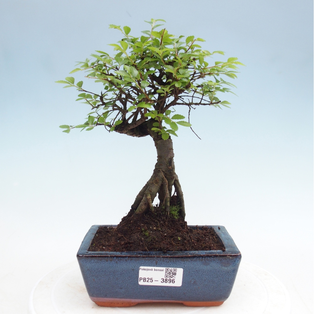 Pokojová bonsai - Ulmus parvifolia - Malolistý jilm