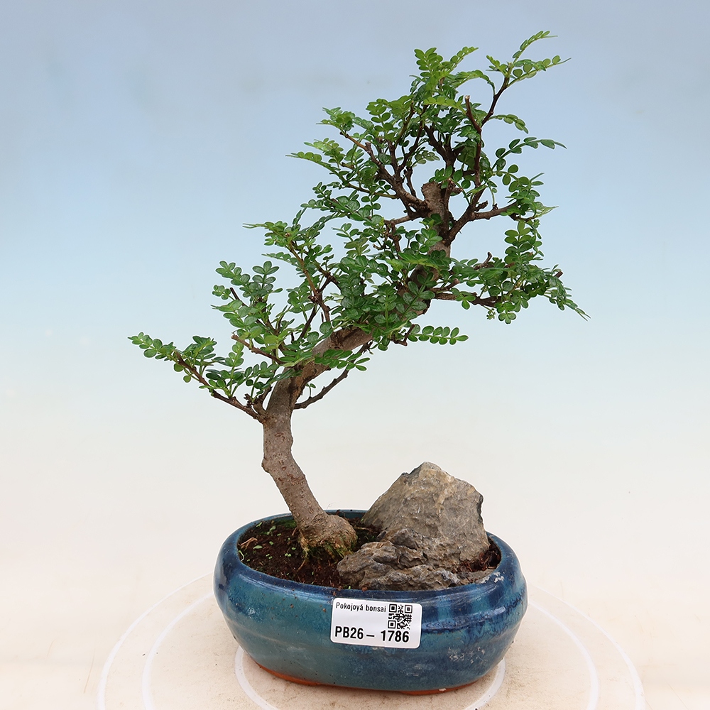 Pokojová bonsai - Zantoxylum piperitum - Pepřovník