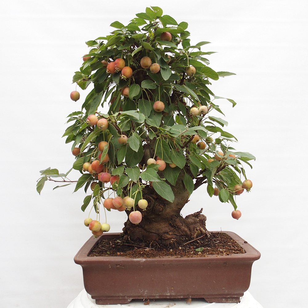Venkovní bonsai -Malus halliana - Maloplodá jabloň