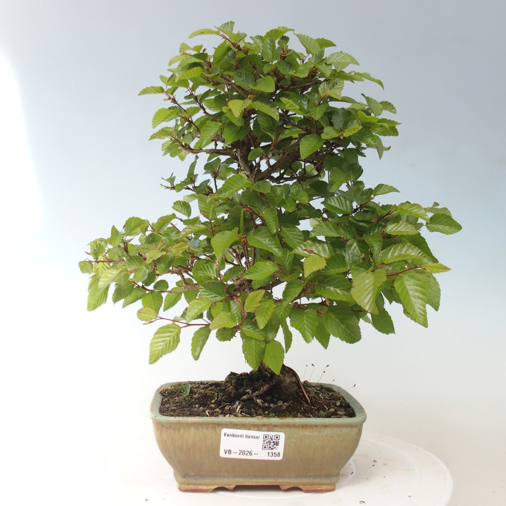 Venkovní bonsai -Carpinus CARPINOIDES - Habr korejský