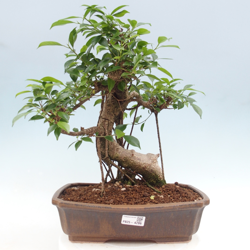 Pokojová bonsai - Ficus retusa -  malolistý fíkus