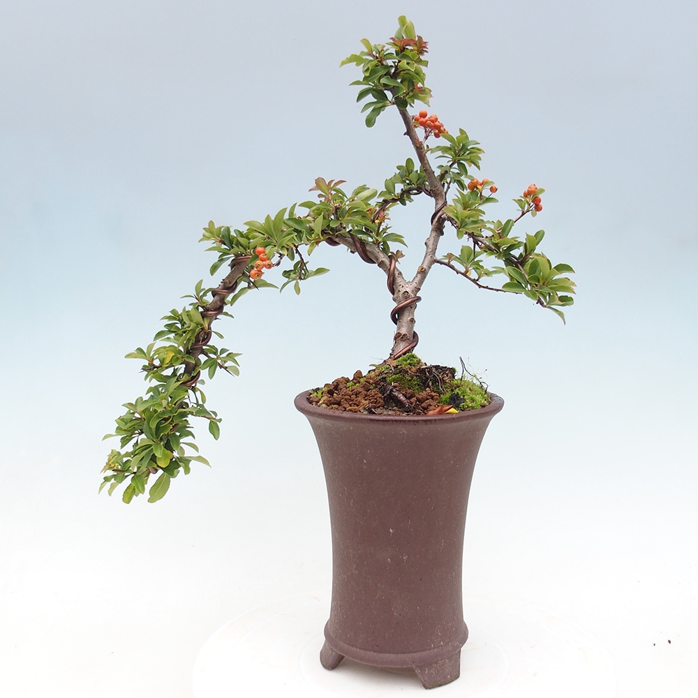 Venkovní bonsai-Pyracanta Teton -Hlohyně