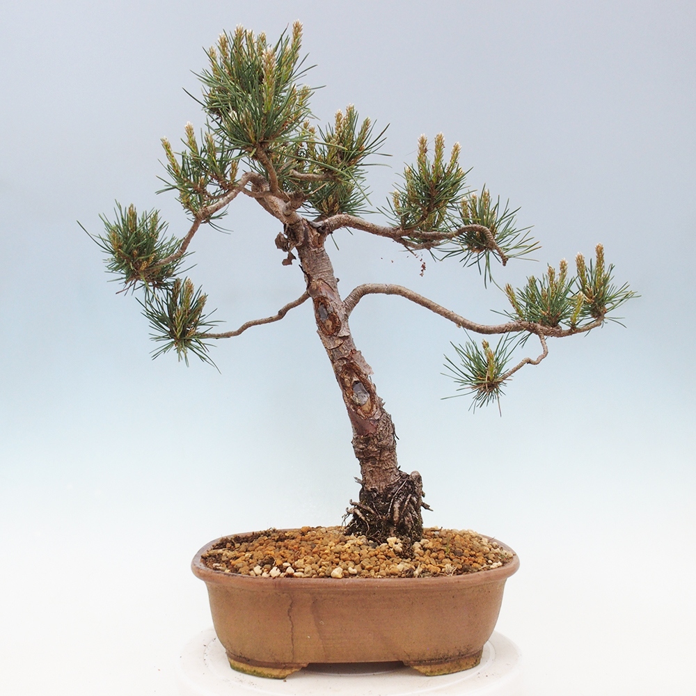 Venkovní bonsai - Pinus Sylvestris Watererri - Borovice lesní