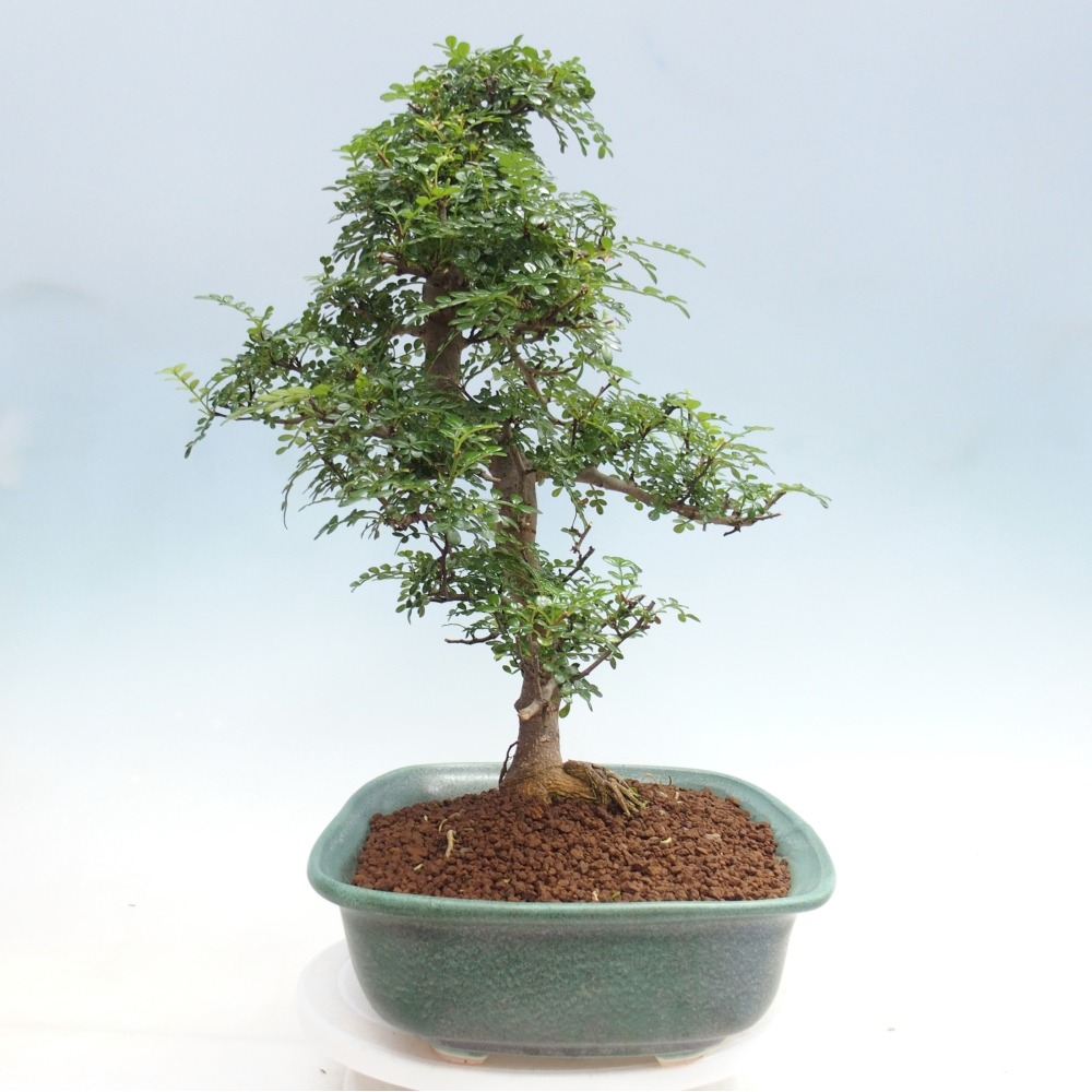 Pokojová bonsai - Zantoxylum piperitum - pepřovník