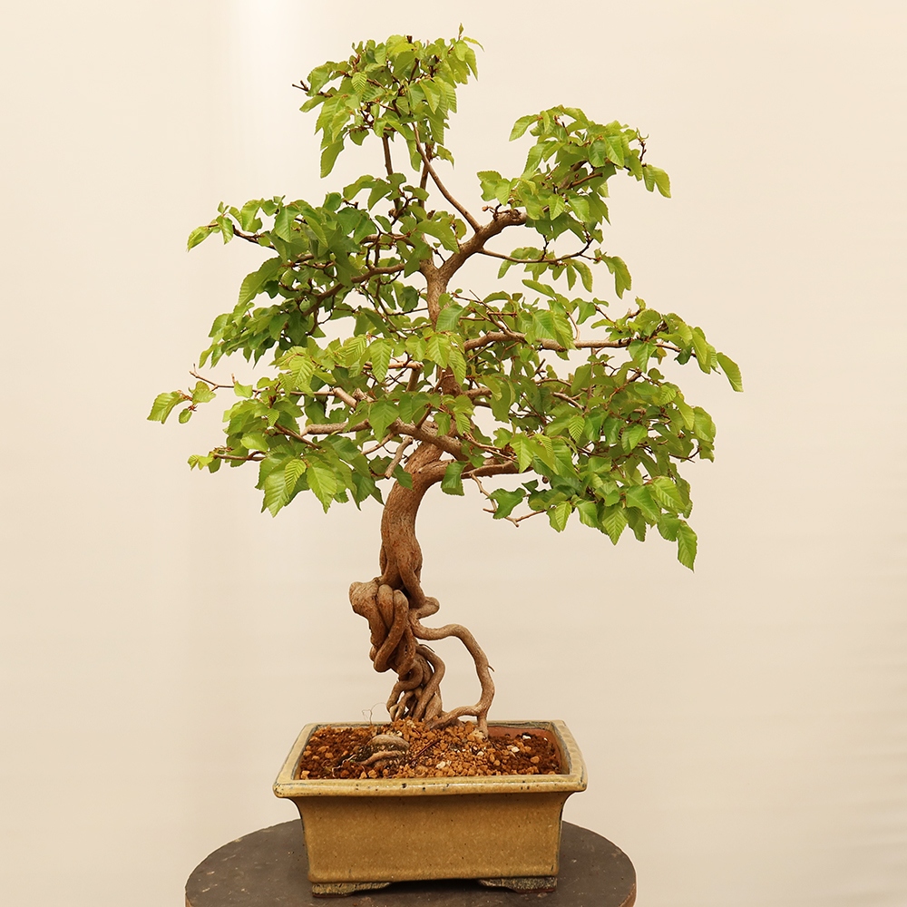 Venkovní bonsai -Carpinus Coreana - Habr korejský