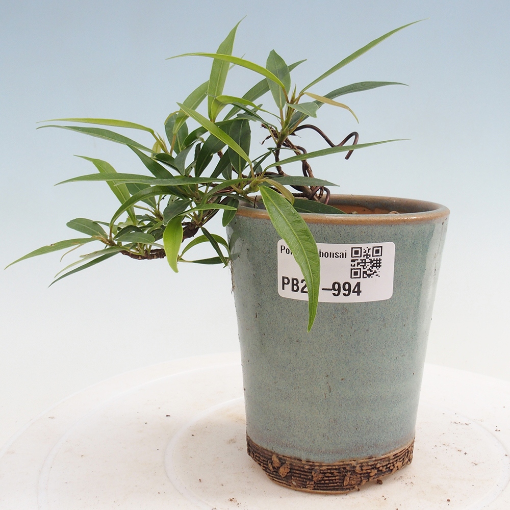 Pokojová bonsai - Ficus nerifolia -  malolistý fíkus