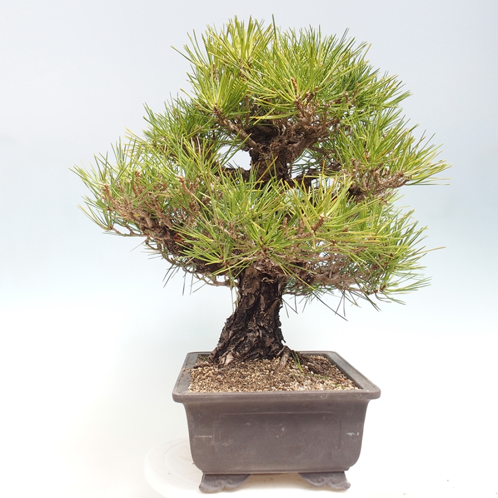Venkovní bonsai - Pinus thunbergii - Borovice thunbergova