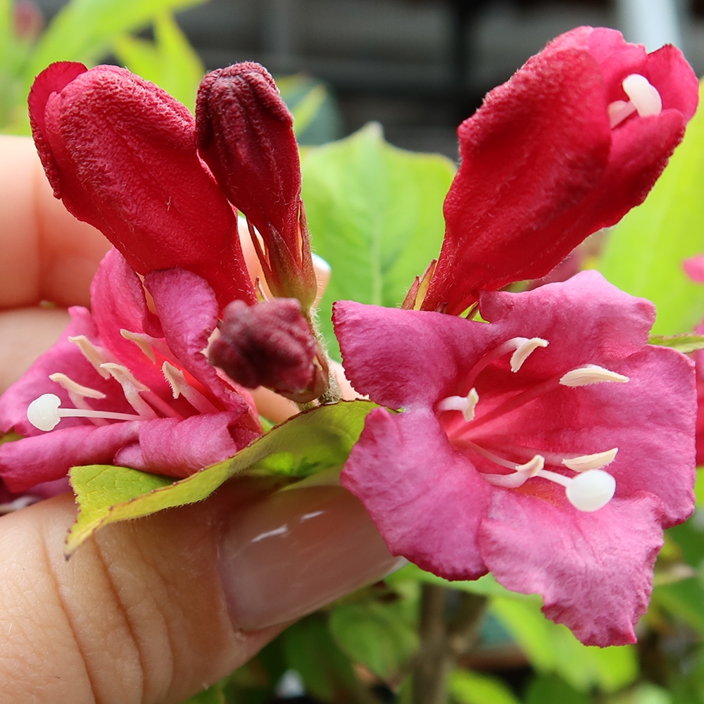 Venkovní bonsai - Weigela subsessilis - Vajgélie korejská