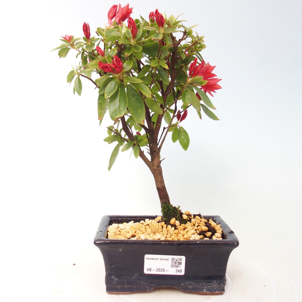 Venkovní bonsai - Japonská azalka - Azalea sp.