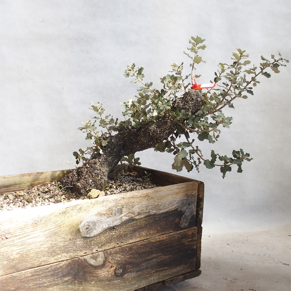 Venkovní bonsai Quercus coccifera - Dub Kermesový