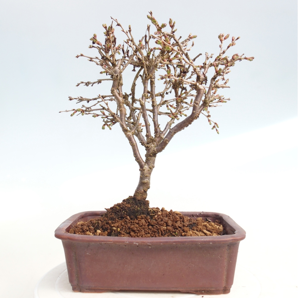 Venkovní bonsai - Prunus incisa Kojou-no mai-Slivoň vyříznutá