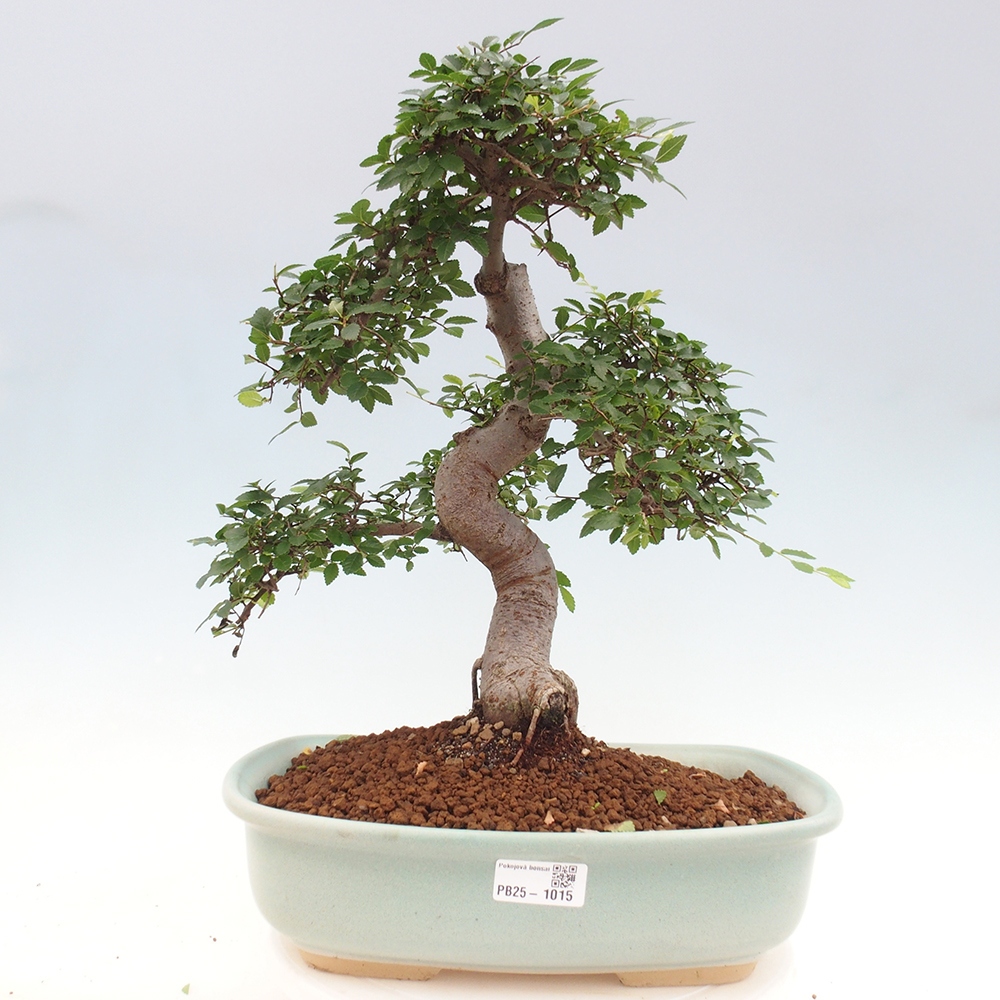 Pokojová bonsai - Ulmus parvifolia - Malolistý jilm