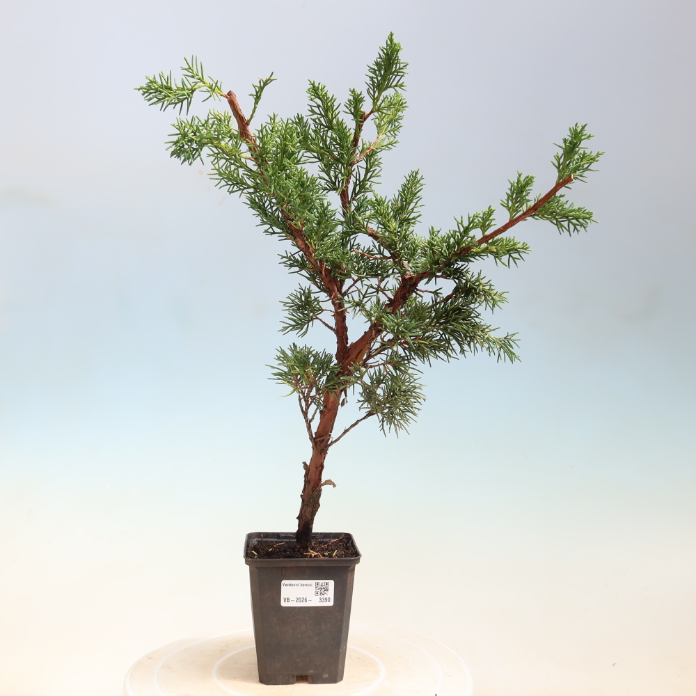 Venkovní bonsai - Juniperus chinensis Kishu -Jalovec čínský