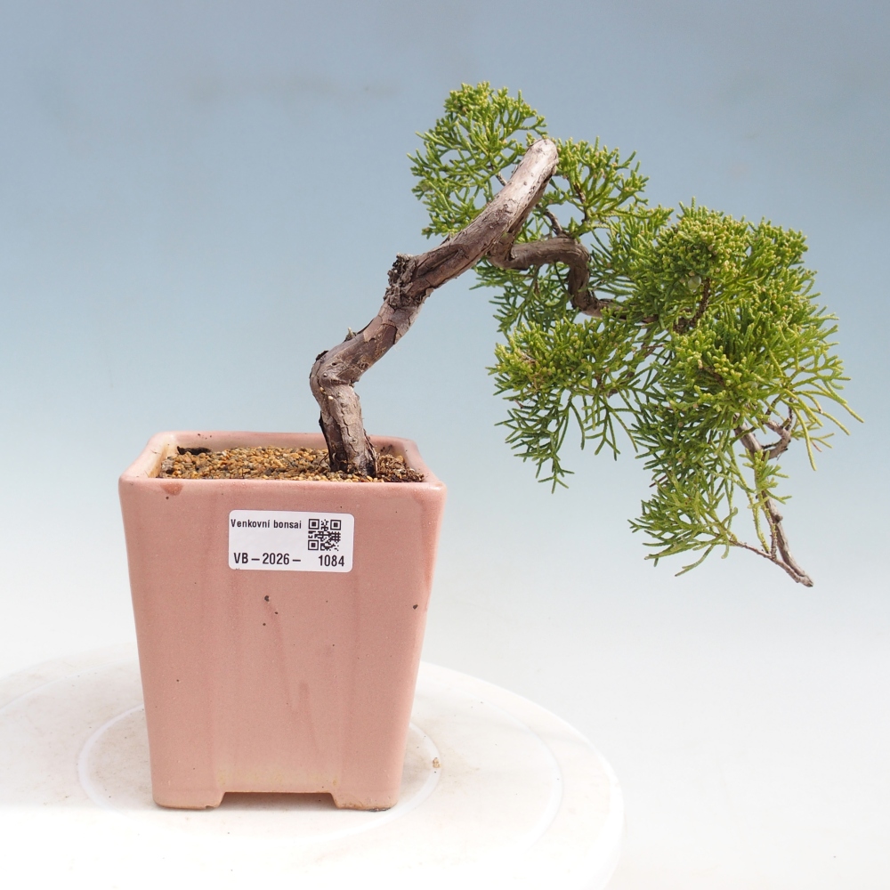 Venkovní bonsai - Juniperus chinensis Kishu -Jalovec čínský