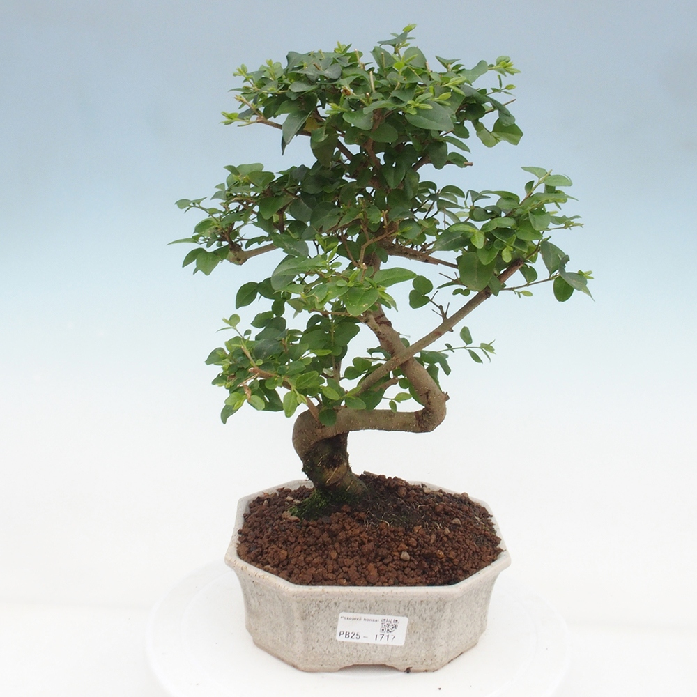 Pokojová bonsai -Ligustrum chinensis - Ptačí zob