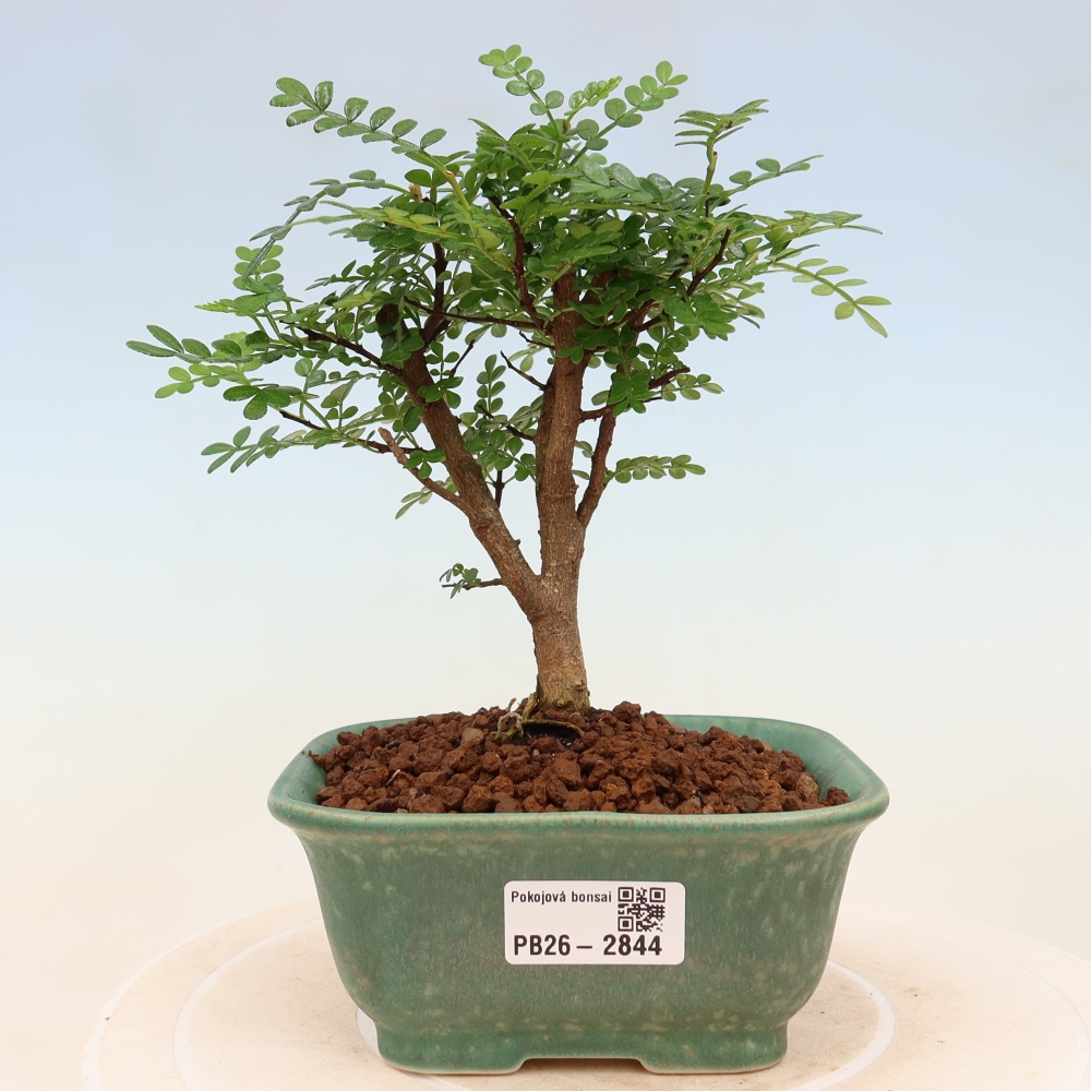 Pokojová bonsai - Zantoxylum piperitum - Pepřovník
