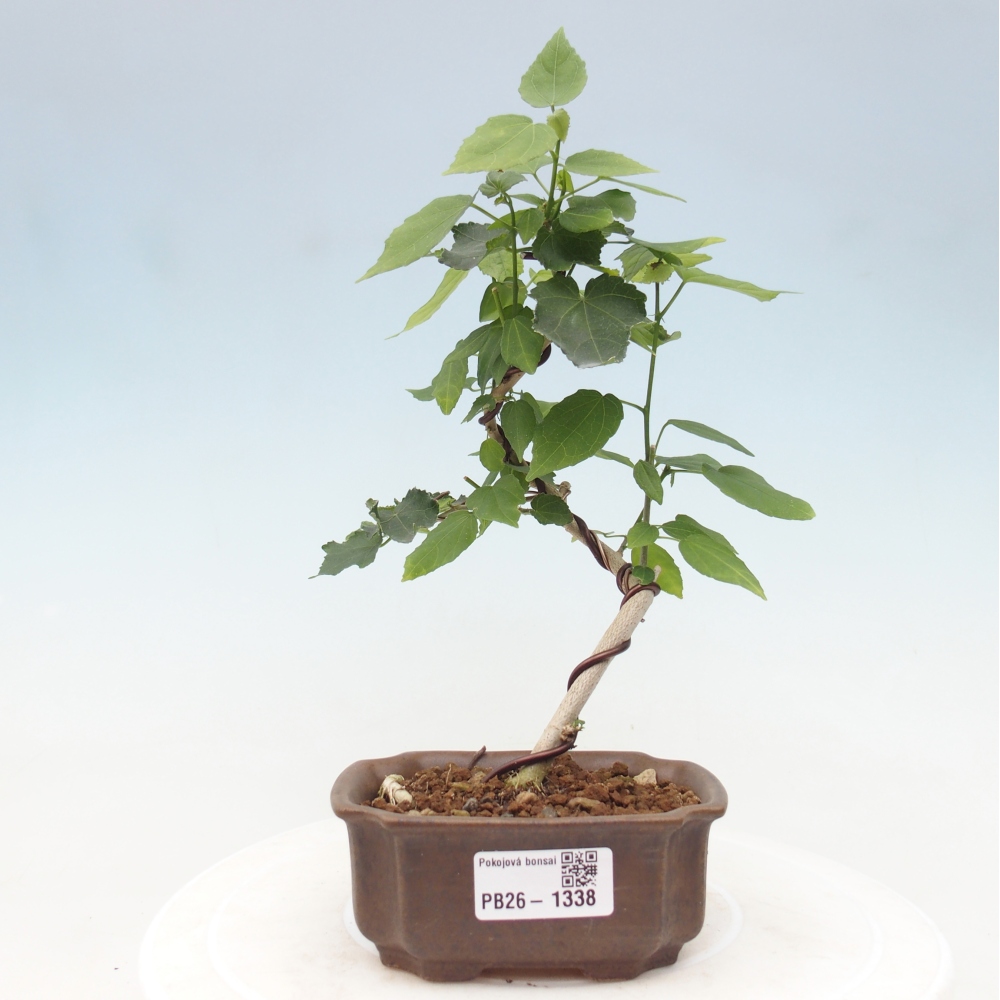 Pokojová bonsai - Malvaviscus arboreus - ibiškovec dřevnatý