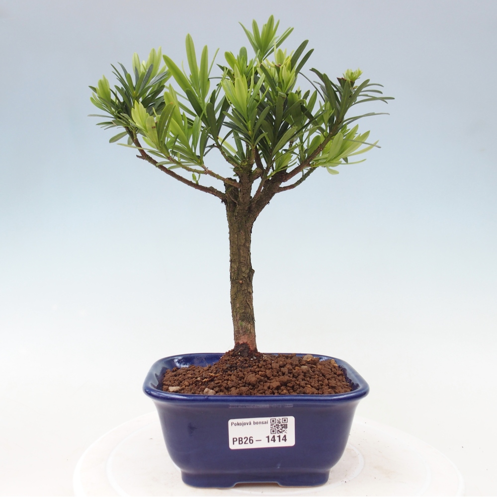 Pokojová bonsai - Podocarpus - Kamenný tis