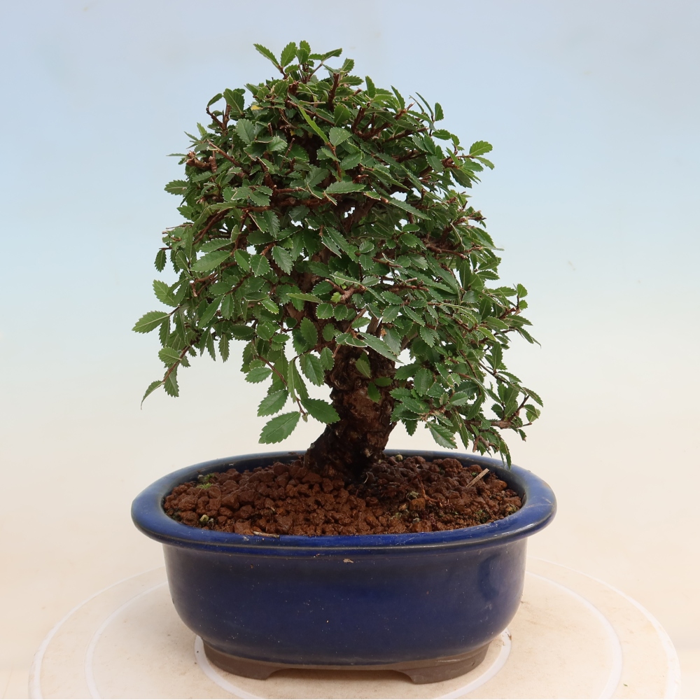 Venkovní bonsai - Zelkova - Zelkova NIRE