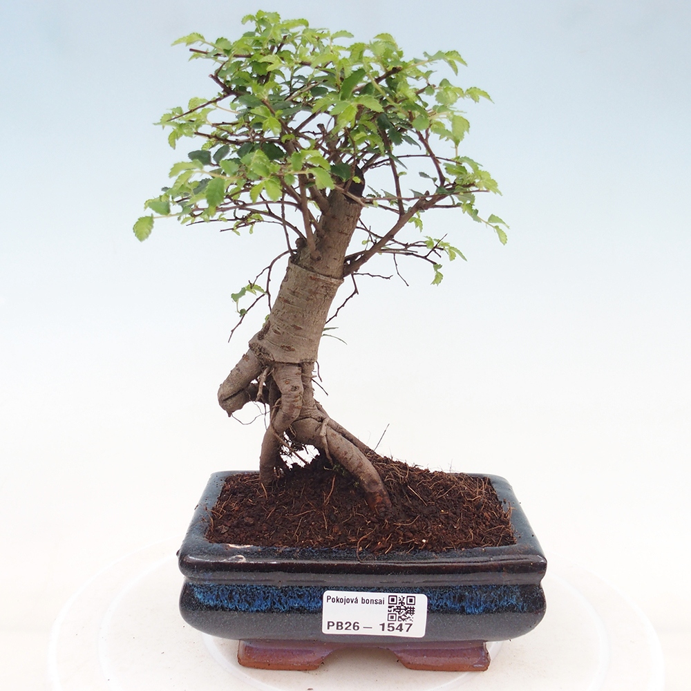 Pokojová bonsai - Ulmus parvifolia - Malolistý jilm