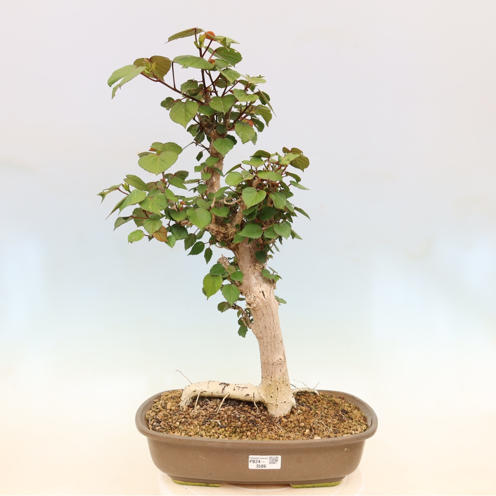 Pokojová bonsai - Hibiscus tiliaceus - Ibišek lípovitý, morský