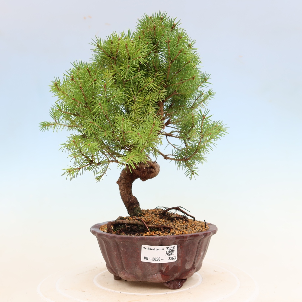 Venkovní bonsai- Smrk kulovitý - Picea glauca globe