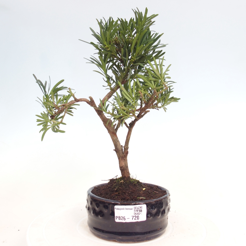 Pokojová bonsai - Podocarpus - Kamenný tis