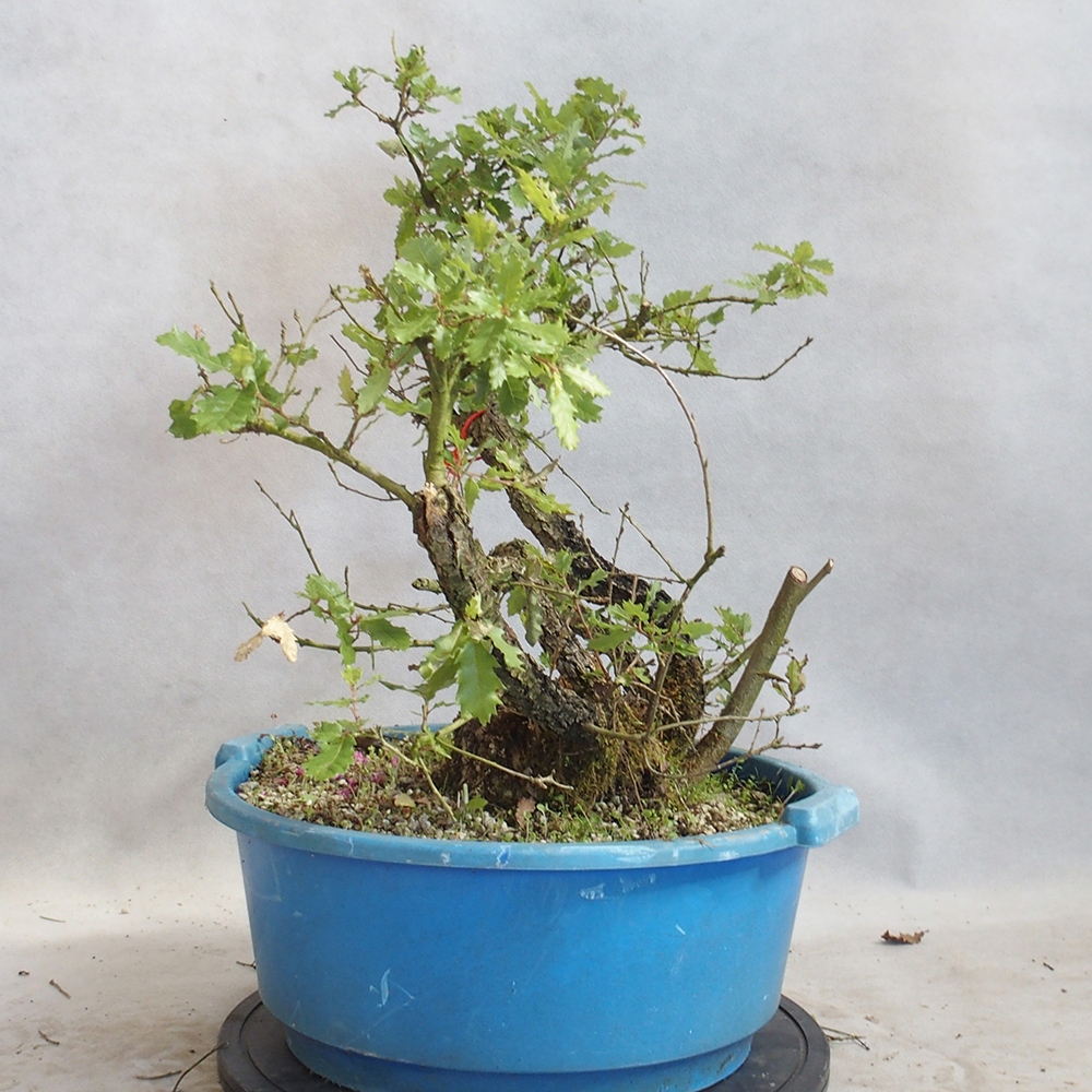 Venkovní bonsai Quercus Cerris - Dub Cer