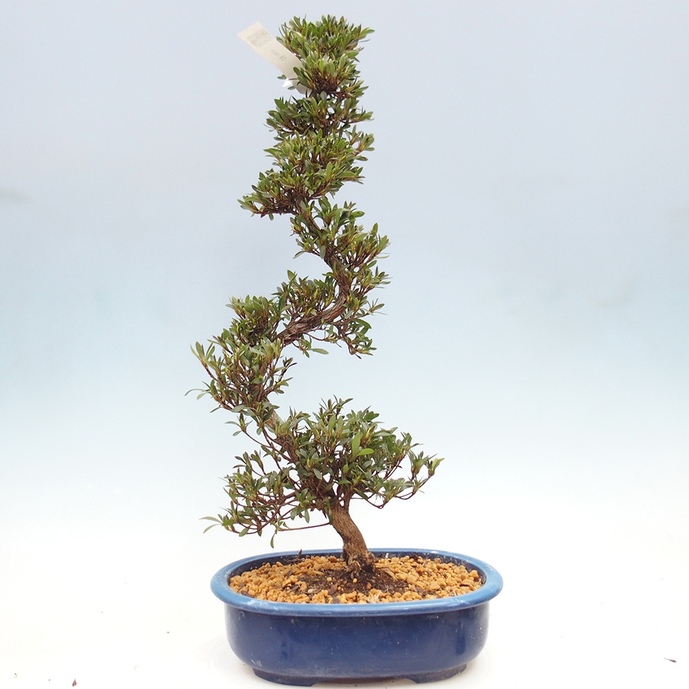 Venkovní bonsai - Japonská azalka - Azalea Hakurin