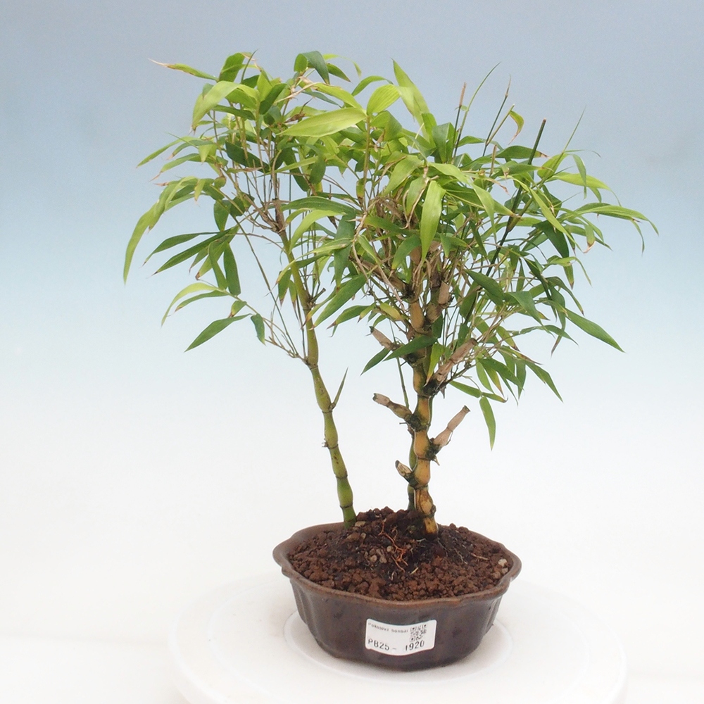 Pokojová bonsai - Bambus budha-Bambus budhovo břicho