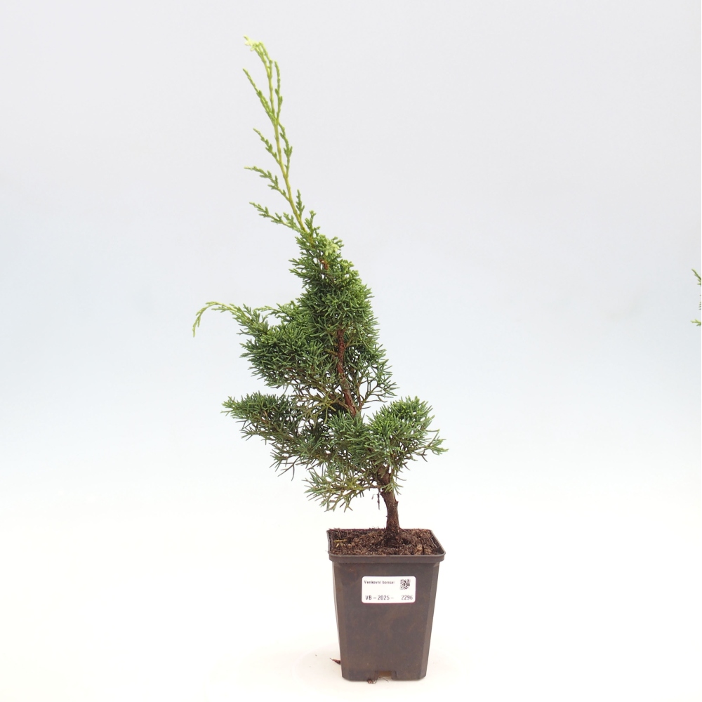 Venkovní bonsai - Juniperus chinensis Kishu -Jalovec čínský