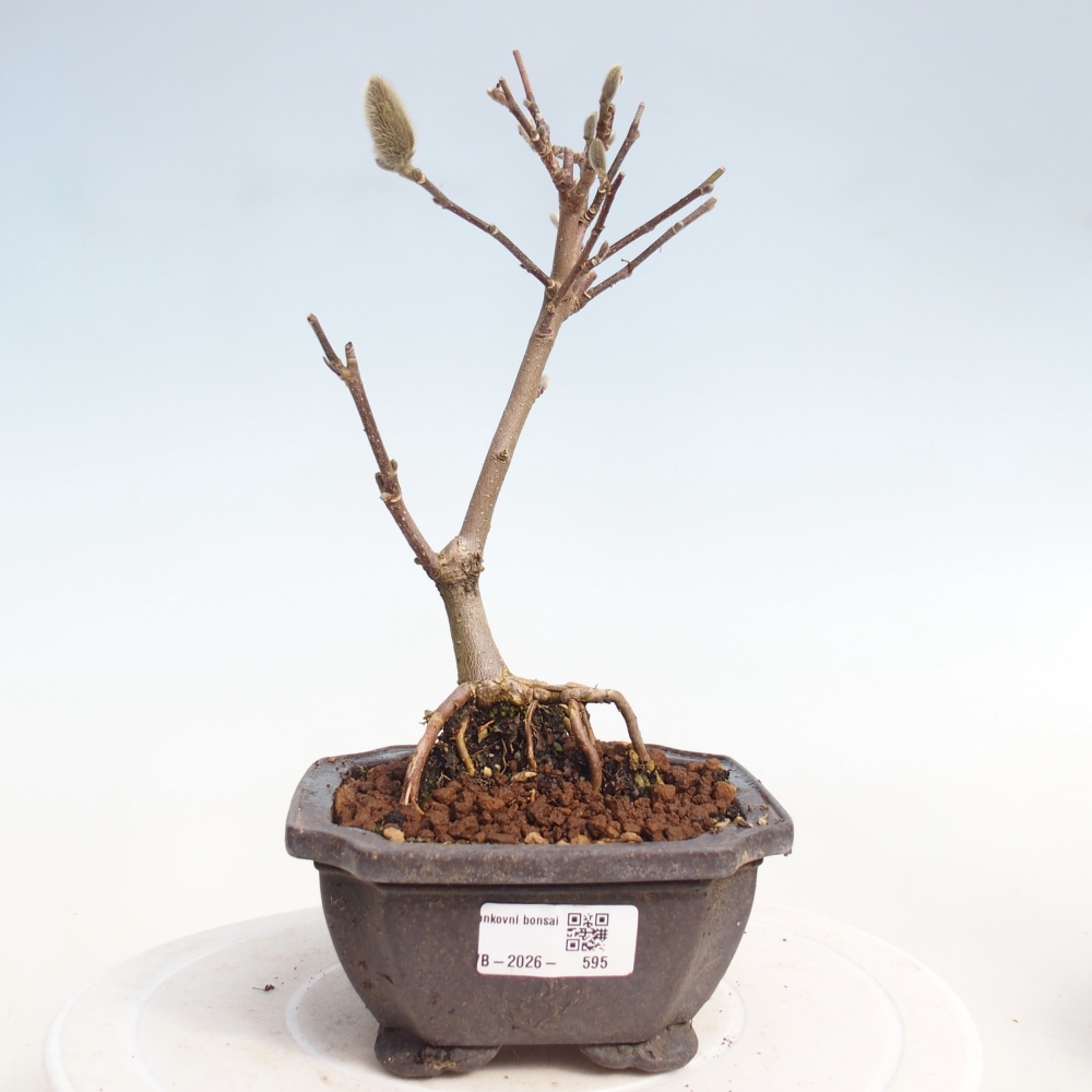 Venkovní bonsai - Magnolia stellata  -  Šácholán hvězdokvětý